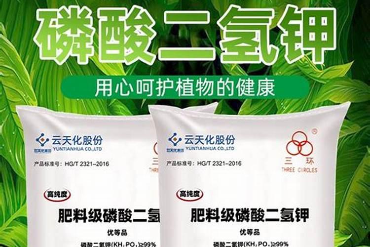 栀子花立秋以后能剪枝吗