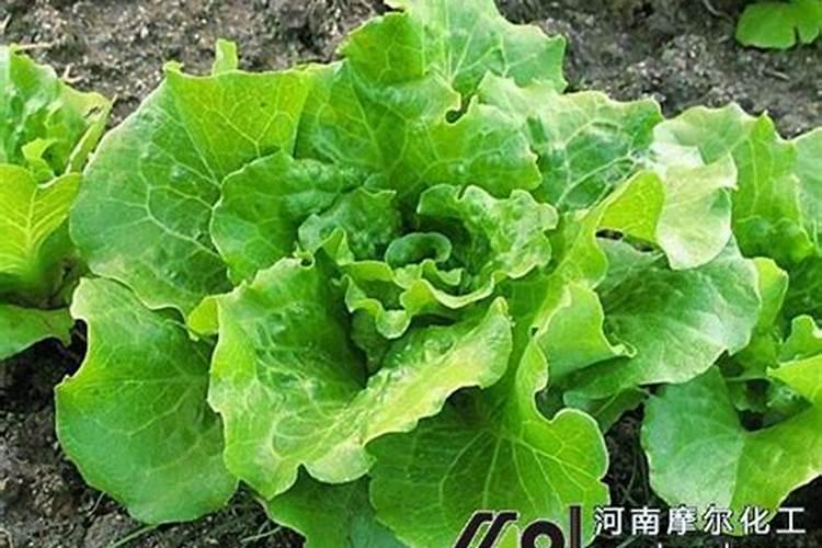 铵态氮是什么肥料