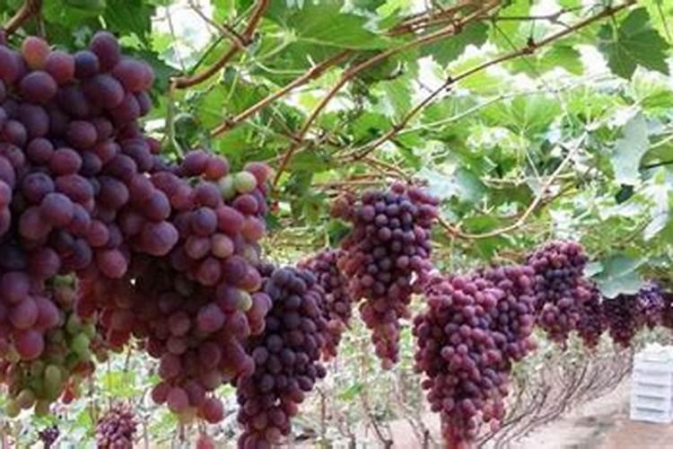 硼肥在柑橘树上的最佳使用时期