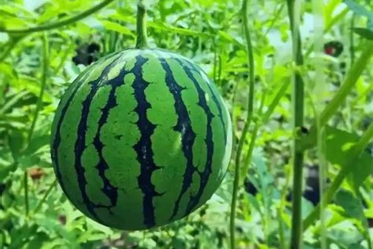 西瓜用什么肥料最好