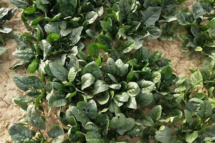 请问大神尿素可以当叶面肥使吗？怎么用？