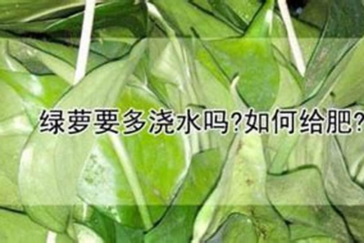 板栗施硼肥有什么技巧？对树本身有哪些好处呢？