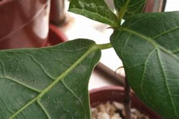 碗莲种子泡的时候能用点化肥催芽吗