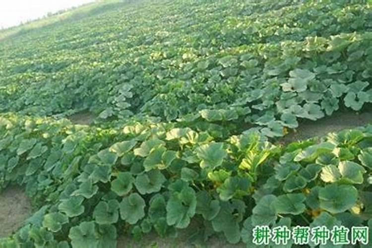 磷肥一亩地施多少