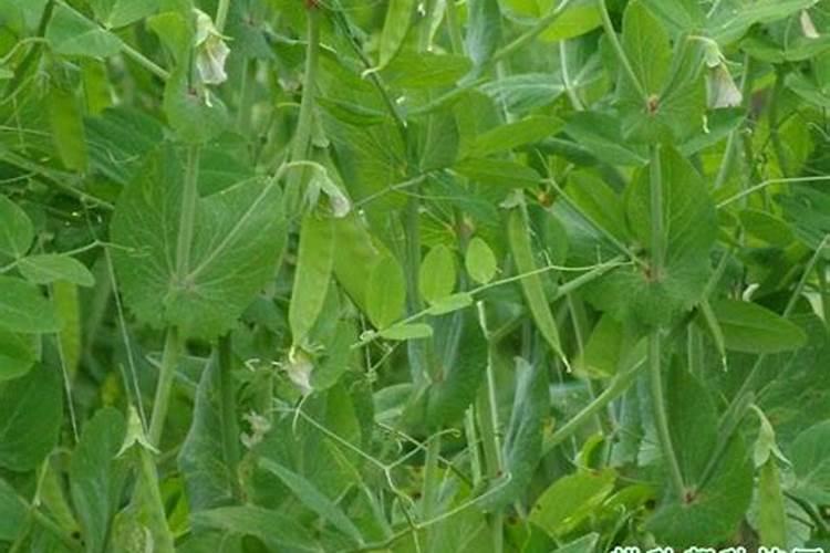 生物菌肥,究竟该如何施用才合理？