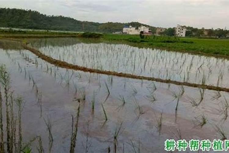 马蹄种植方法和时间