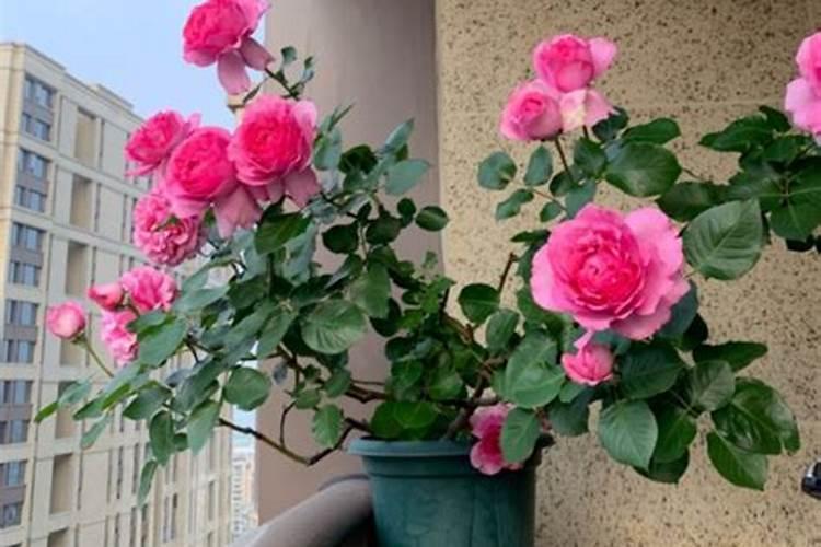 月季冒芽后如何施肥