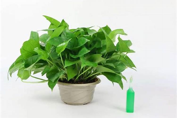 昭通洋芋施肥方法和时间 昭通洋芋施肥方法及时间