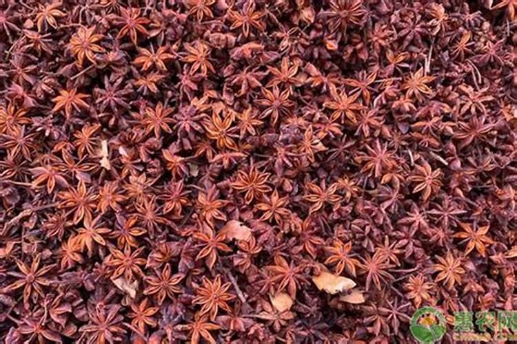 八角树施什么肥料挂果多