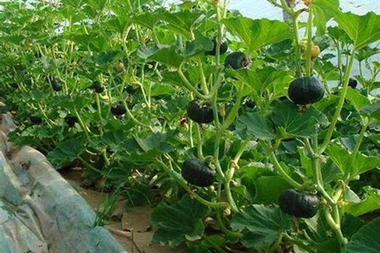 甜叶菊什么时候叶面能喷芸苔素