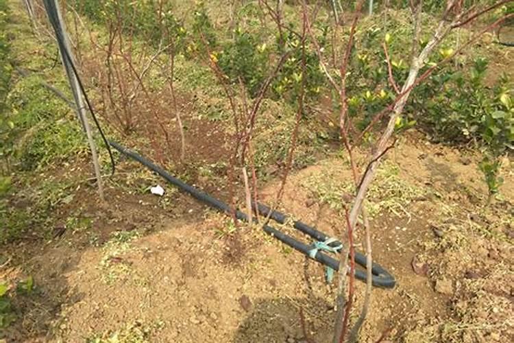 冬季大棚生菜栽培技术,冬季如何种植大棚生菜