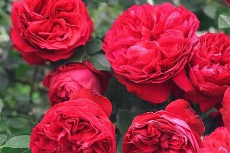 垃圾站除虫除臭用什么药