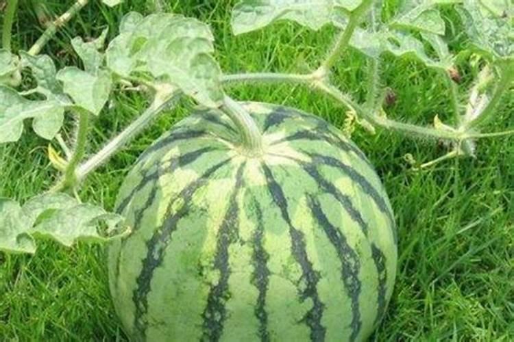 西瓜冲施什么肥料好？西瓜用什么肥料产量高？西瓜喷施用什么肥料好？