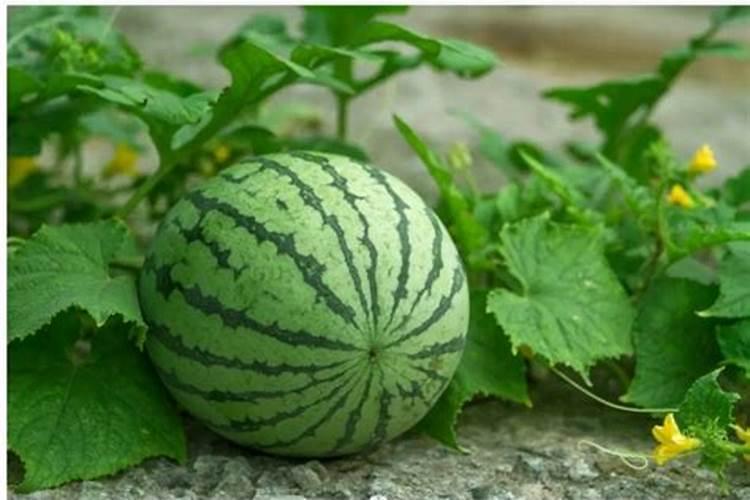 西瓜结果后多久施一次肥