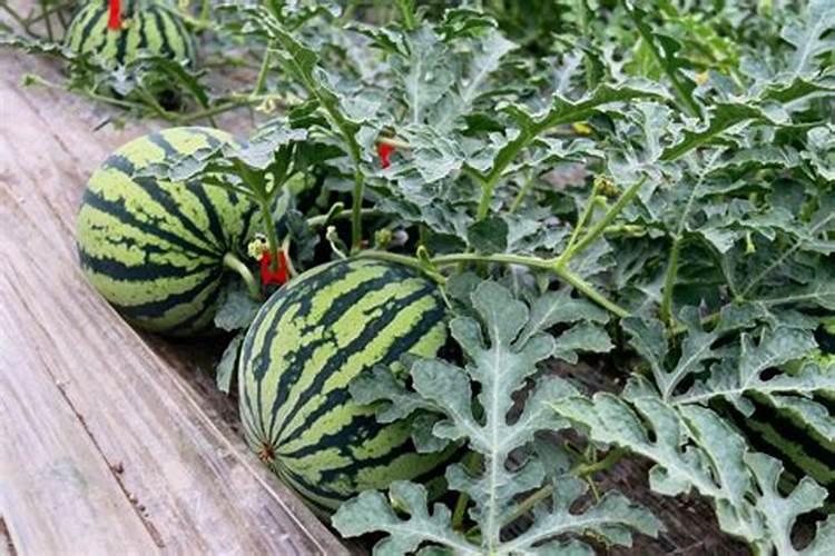 西瓜冲施什么肥料好？西瓜用什么肥料产量高？西瓜喷施用什么肥料好？