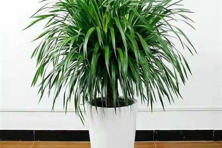 小葱冬季能用芸苔素抗寒吗