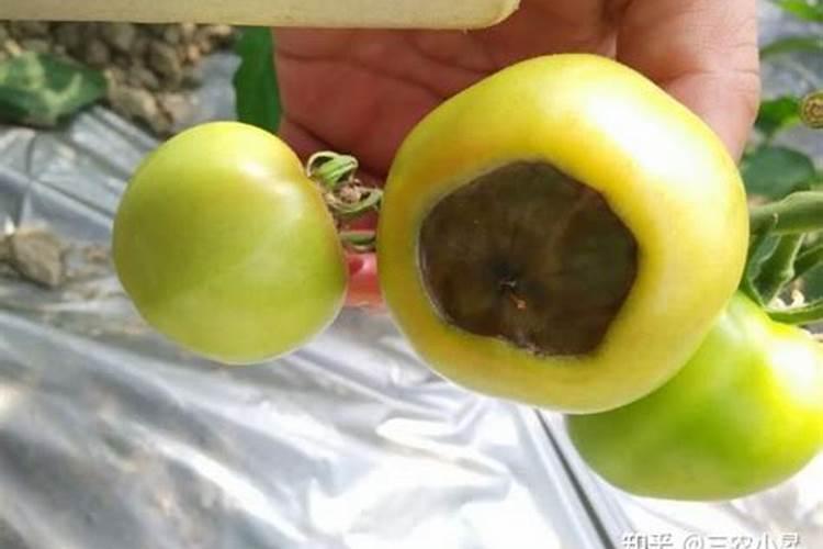 钾肥能增加谷类作物的籽粒的饱满度,种番茄施多少钾肥好？