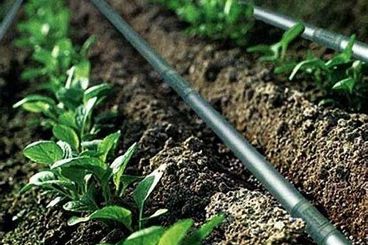 玉米滴灌种植施肥技术