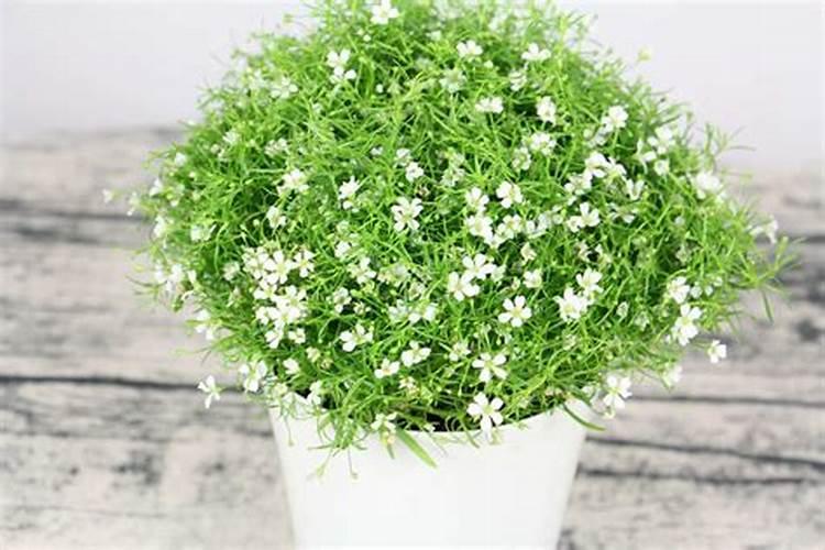 钾肥叶面喷施浓度