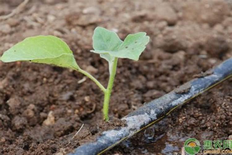 月季花的病虫害要怎样防治？