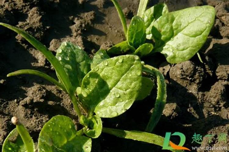 菠菜出苗后怎么施肥
