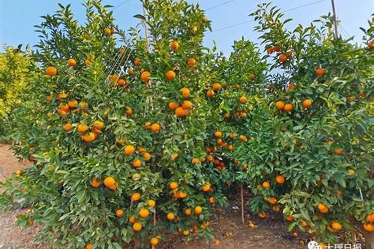 番茄开花不结果就掉了