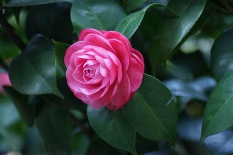 玉米被水淹黄怎么办玉米叶面肥有哪些好