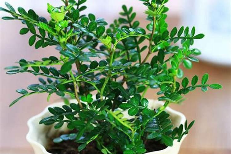 芒果结果期追施用的肥料？芒果保花保果用什么化肥好？