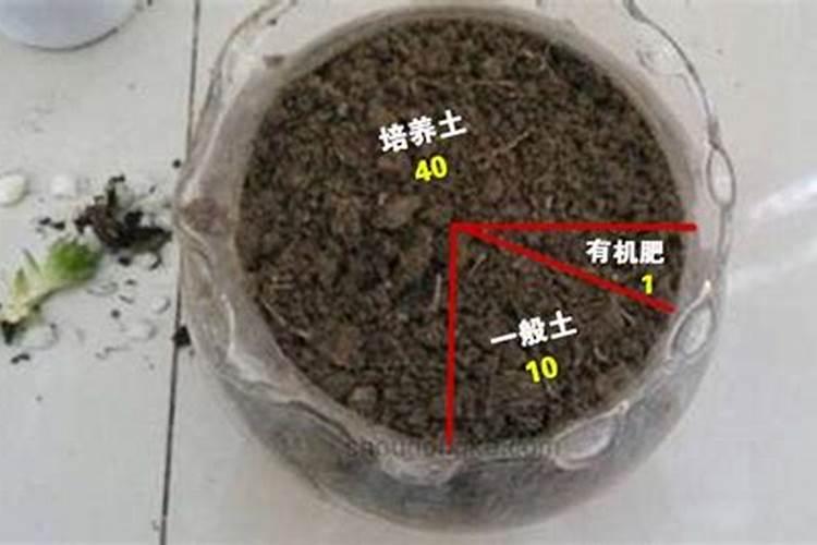 大葱什么时候追肥合适 高产追肥方法