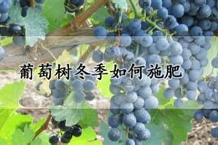 硼砂施多了作物有什么害处？