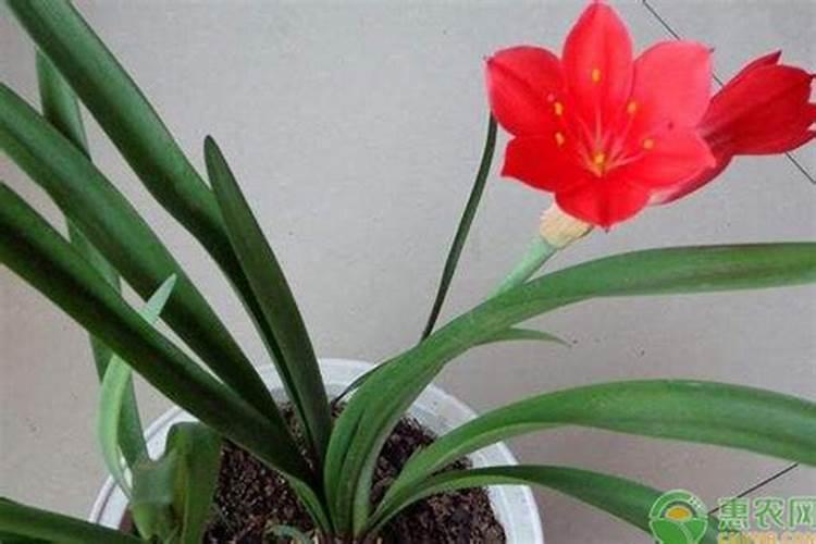 怎样合理使用硫酸钾？