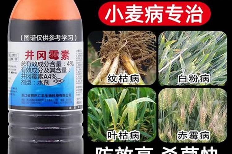 捕蝇草用什么水浇最好啊