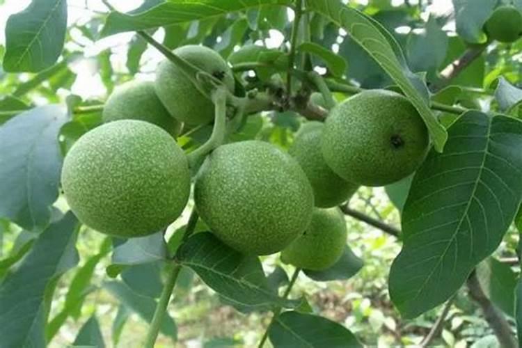 核桃用什么肥料