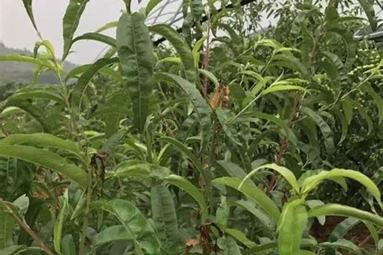 核桃树上啥肥料好呀