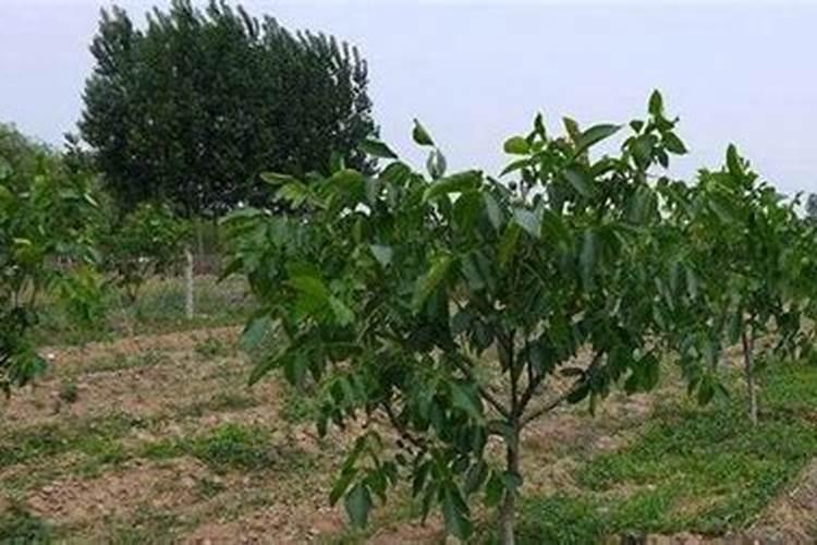 玉米科学施肥的要点 玉米养殖需要怎么施肥