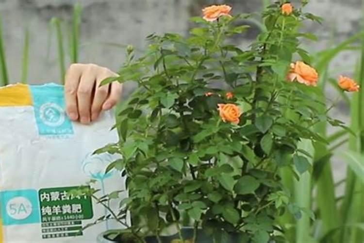 花生喷施钙肥最佳时间 什么时候使用合适