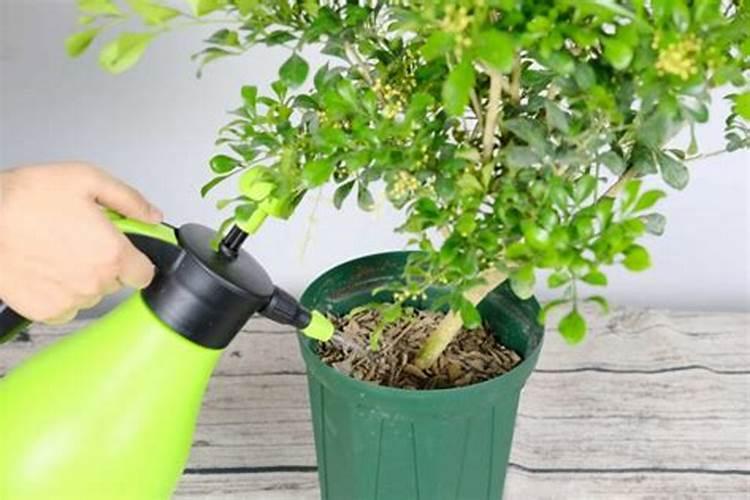 小麦除草剂能和叶面肥混合打吗 什么时候打合适