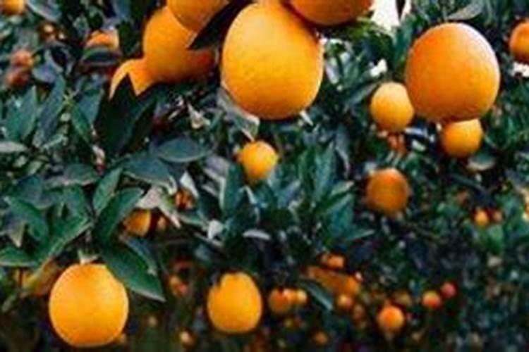 盆栽桔子树用什么肥料最好
