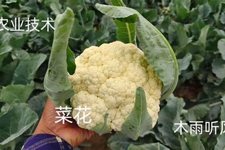 请教花菜种植技术