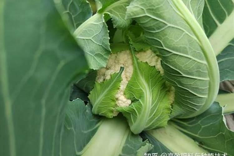 大蒜追肥的最佳时间 什么时候施肥好