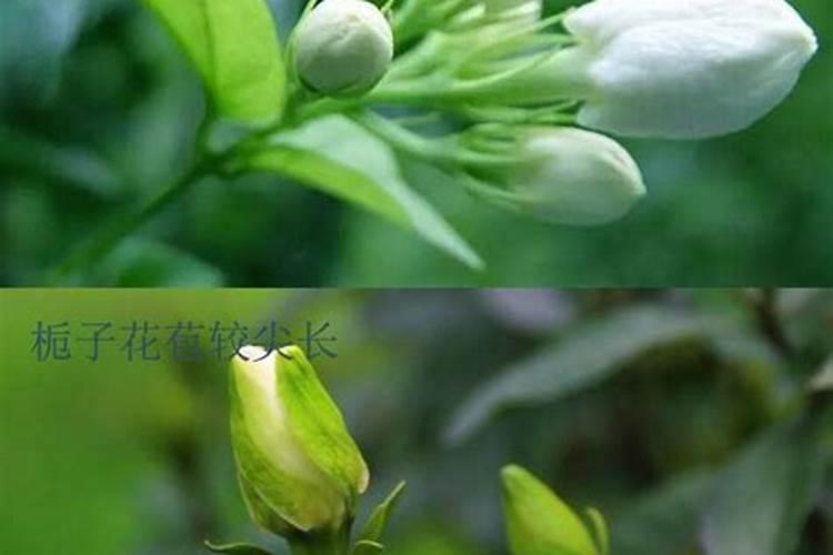 为什么草莓尖是绿色的草莓头是绿的是咋回事