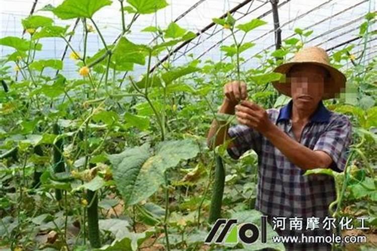 小麦打什么叶面肥增产