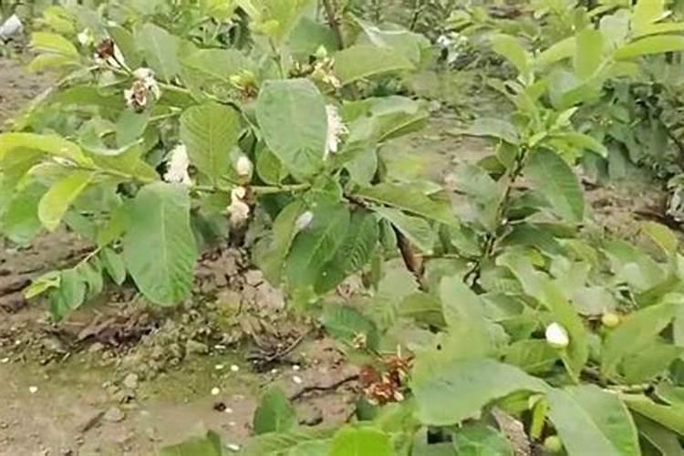 润丰和华润有什么区别