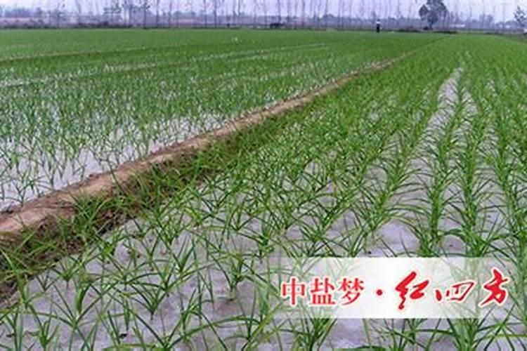 大蒜膨大素怎么用