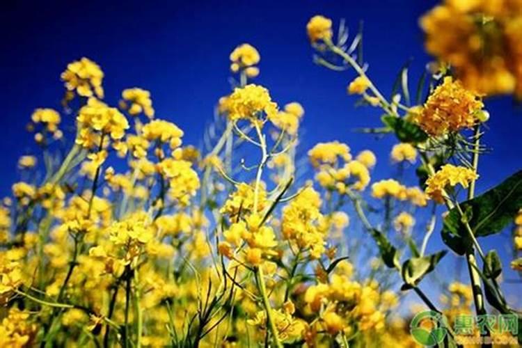 油菜种下去多久追肥最好