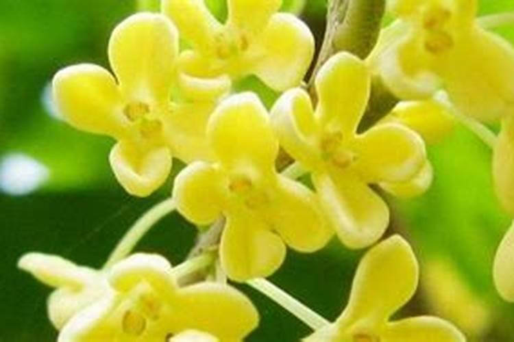 桂花树可以施复合肥吗