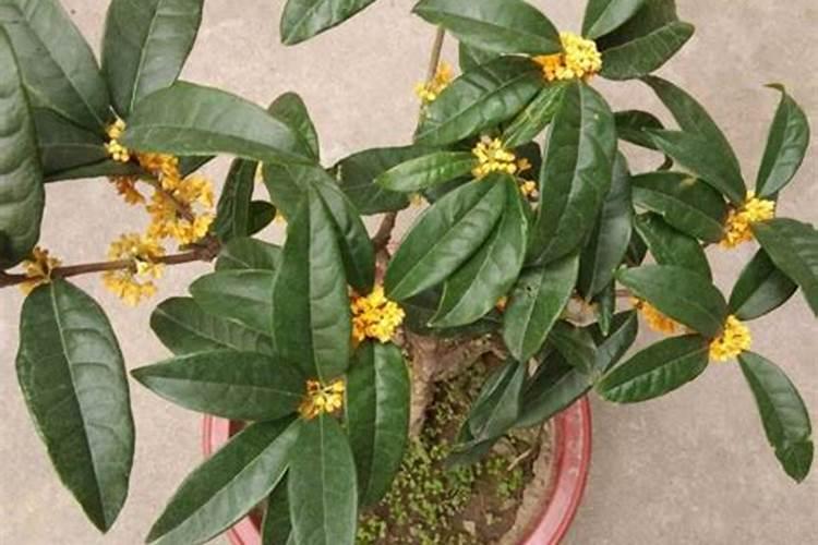 盆栽桂花老叶发黄(盆栽桂花叶片发黄怎么追肥)