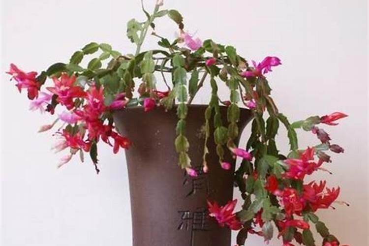 蟹爪兰开花时能施肥吗