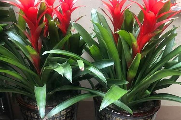 树叶发黄施什么肥？