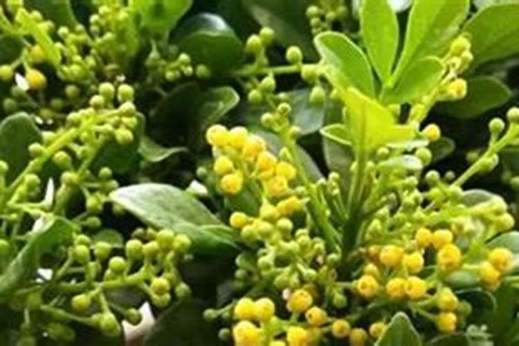 为什么种植油菜要增施硼肥？增施硼肥的好处有哪些？